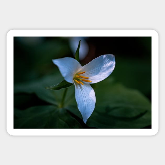 Trillium flower in a dark forest Sticker by blossomcophoto